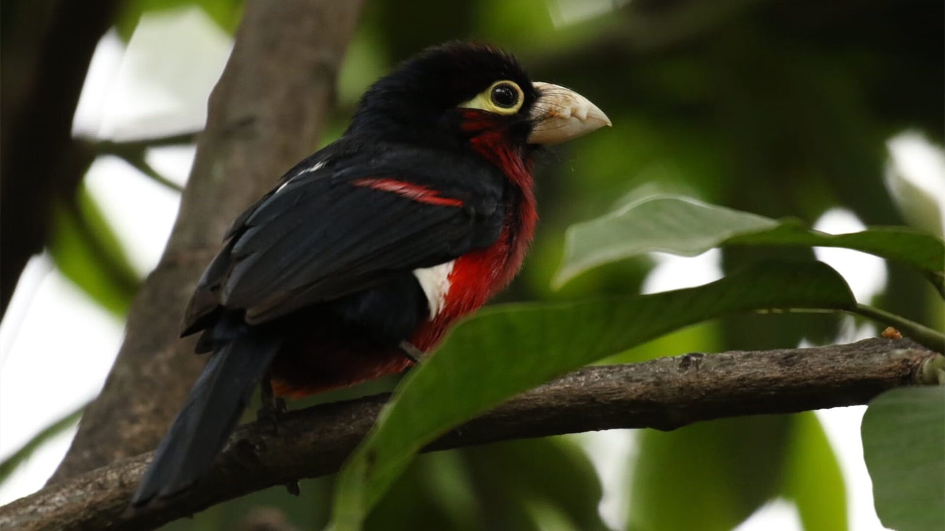 北欧寒冰遇上法式烈焰，楚阿梅尼一箭穿心，里昂客场踏平芬兰！
