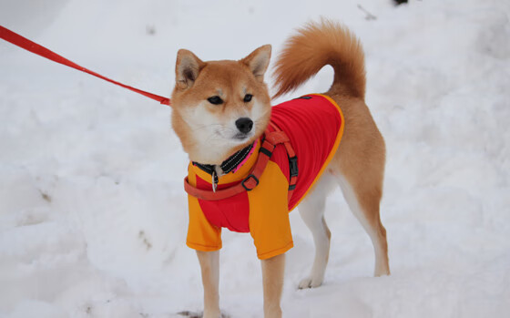 北境坚冰与红牛风暴,当拉亚在火焰中雕塑时间